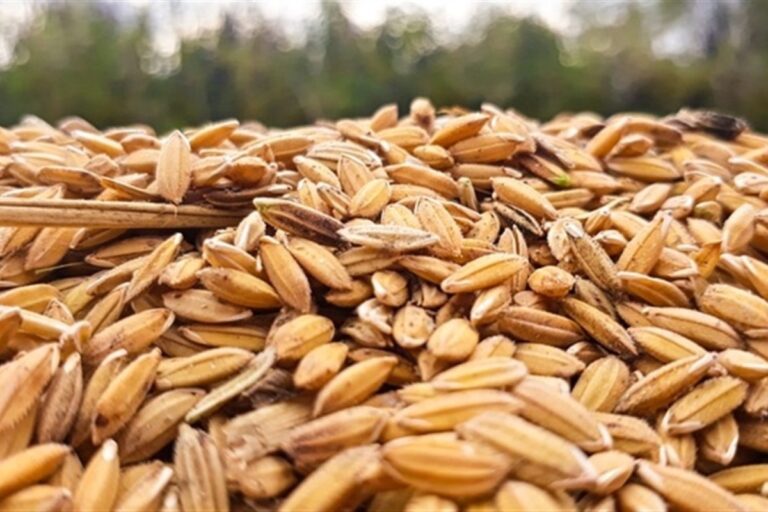 Brasil retoma liderazgo en exportaciones de arroz y logra superávit comercial