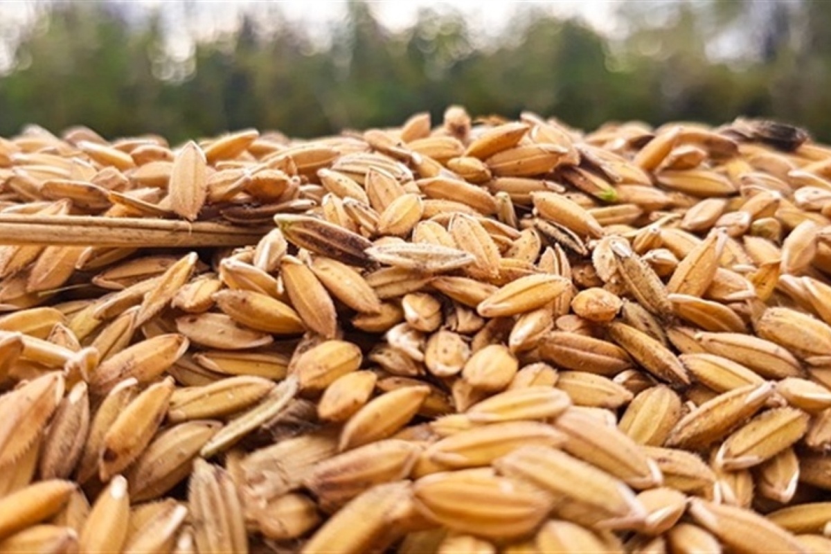 Brasil retoma liderazgo en exportaciones de arroz y logra superávit comercial Brasil retoma liderazgo en exportaciones de arroz y logra superávit comercial