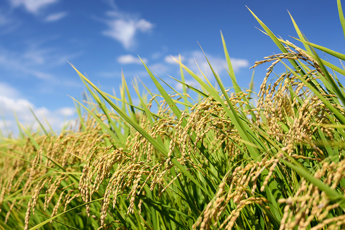 Situación delicada para el arroz en Paraguay