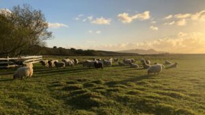 ¿Qué autoridad tienen los pastores? 8 principios para las iglesias locales