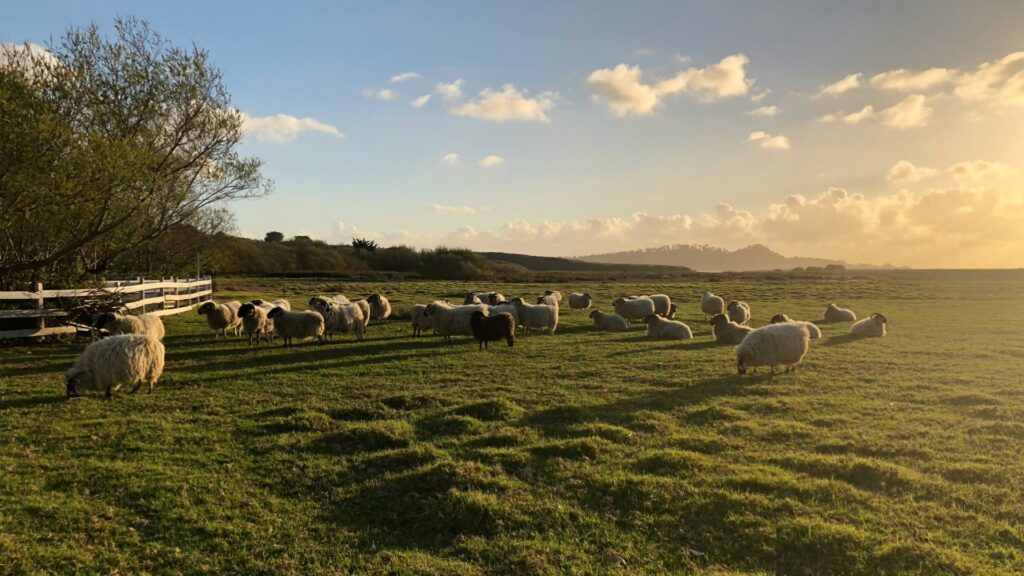 ¿Qué autoridad tienen los pastores? 8 principios para las iglesias locales