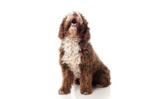 Cómo hacer que tu perro te haga caso: Todas las claves