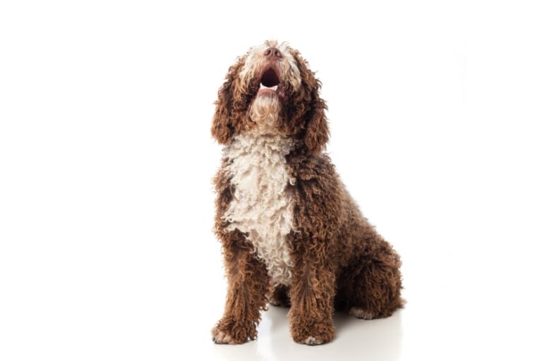 Cómo hacer que tu perro te haga caso: Todas las claves