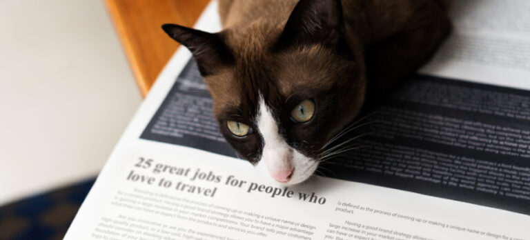 Curiosidades de los gatos: Lo que no sabías sobre tu felino