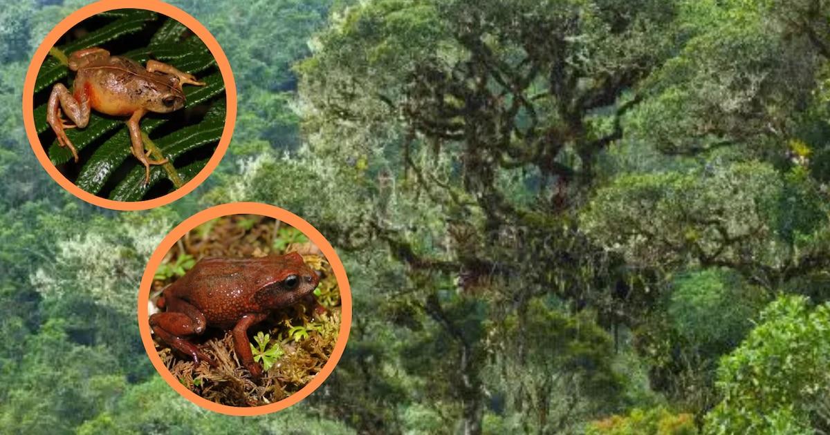 Dos nuevas especies de ranas en Perú: así son Phrynopus manuelriosi y melanoinguinis Dos nuevas especies de ranas en Perú: así son Phrynopus manuelriosi y melanoinguinis