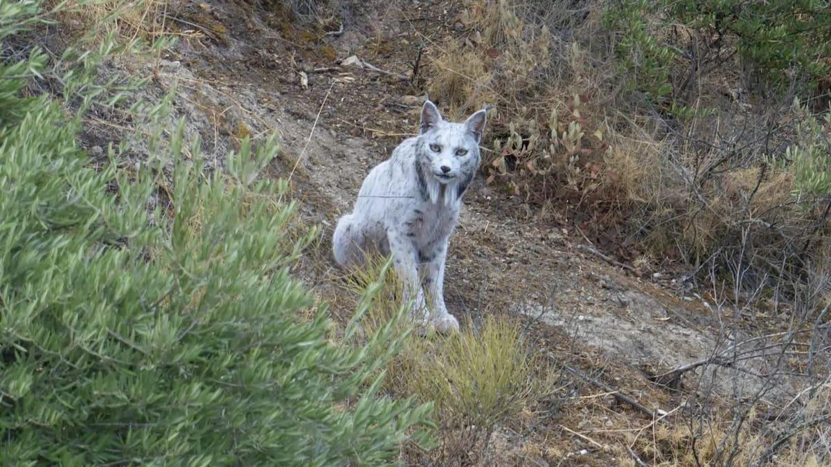 El lince ibérico blanco de Jaén: claves de un hallazgo excepcional