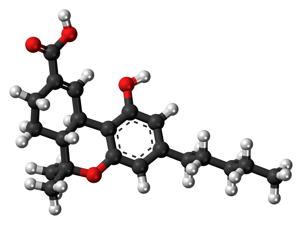 Metabolismo del THC en el organismo: detección, THC‑COOH, efectos y riesgos Metabolismo del THC en el organismo: detección, THC‑COOH, efectos y riesgos