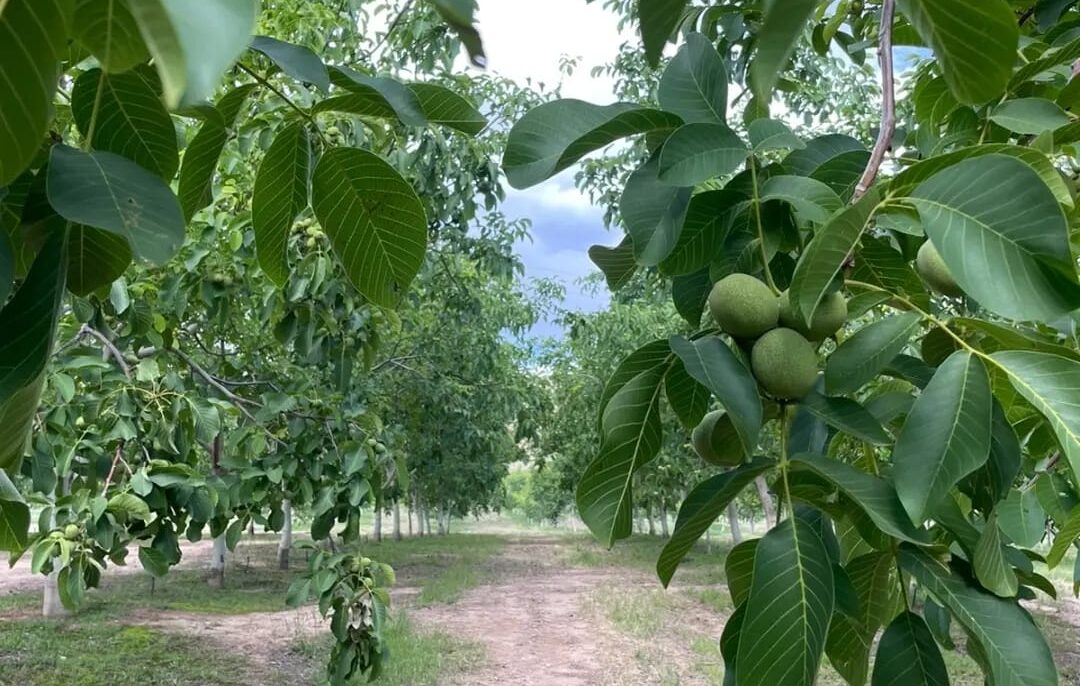 ¿Qué hacemos con tantas nueces? Después de poner tecnología e innovación en su finca de Chilecito, María y Diego empezaron a jugar y terminaron elaborando un premiado alfajor