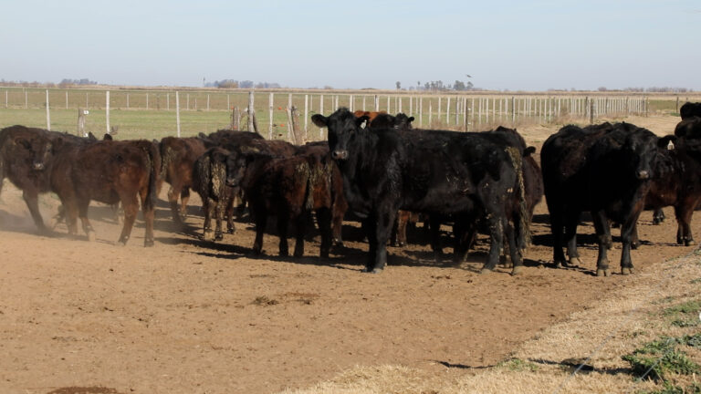 “Bilardismo” agronómico: En el sur cordobés, una zona compleja para producir, Carlos Giorgis asesora a establecimientos ganaderos al estilo del técnico mundialista, sin arriesgar demasiado y cuidando el resultado