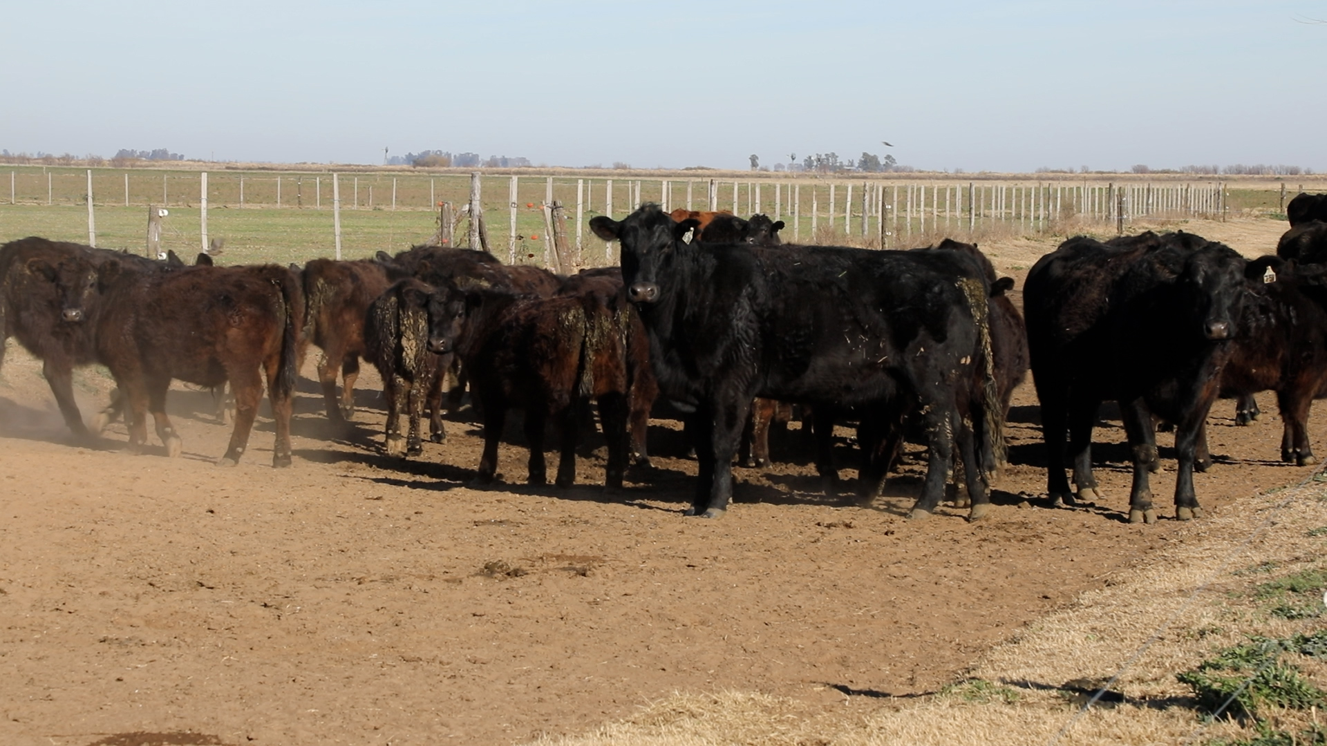 Novillo Mercosur: Argentina sostiene el alza del valor medio con un nuevo incremento