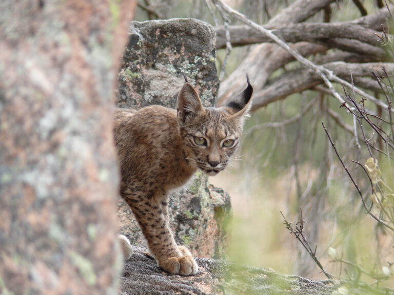 Logran producir por primera vez embriones de lince ibérico en el laboratorio