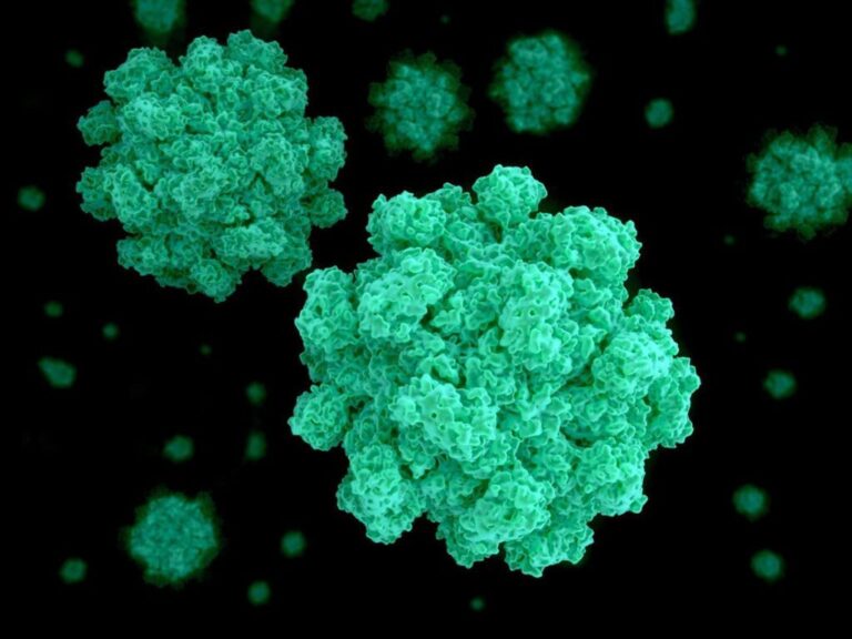 Una nueva variante de norovirus impulsa el aumento de brotes de gastroenteritis a nivel global.