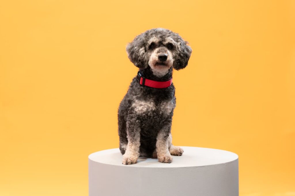 Colombia | Ringo vuelve a cambiar destinos: la segunda vida de Kando, Prisa, Creamy y Pedro inspira a un país entero