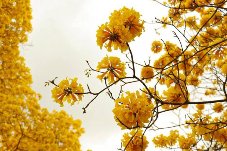 “El Despertar de los Guayacanes”