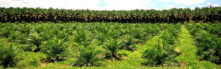 Foto-cultivo