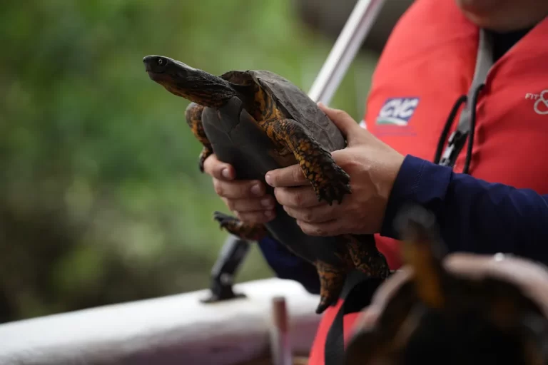Pacífico colombiano: liberan 47 animales salvajes y refuerzan la lucha contra el tráfico ilegal de especies