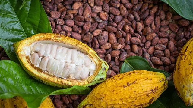 cacao