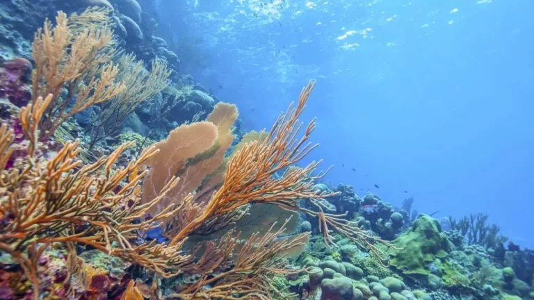 Alerta por los corales: los arrecifes del Caribe pierden hasta 70% de su biodiversidad y enfrentan riesgo de colapso