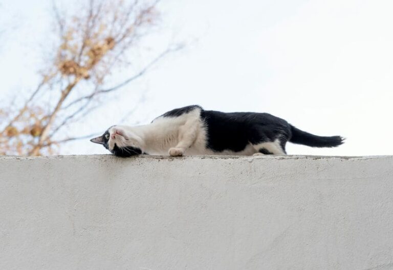 gato-rascandose