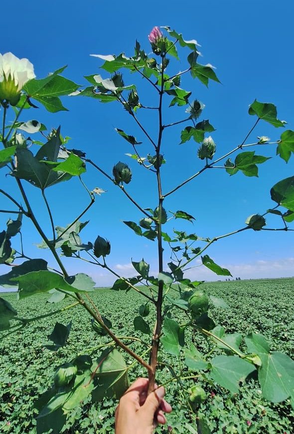 Algodón en el Río Dulce: siembras tempranas firmes, tardías bajo presión