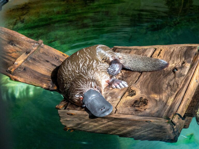 El ornitorrinco, el mamífero que desconcertó a la ciencia y aún sorprende