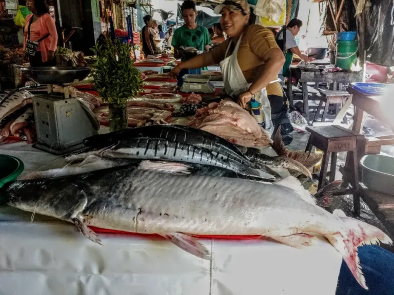 COP15 aprova plano transnacional para conservar bagres ameaçados na Amazônia