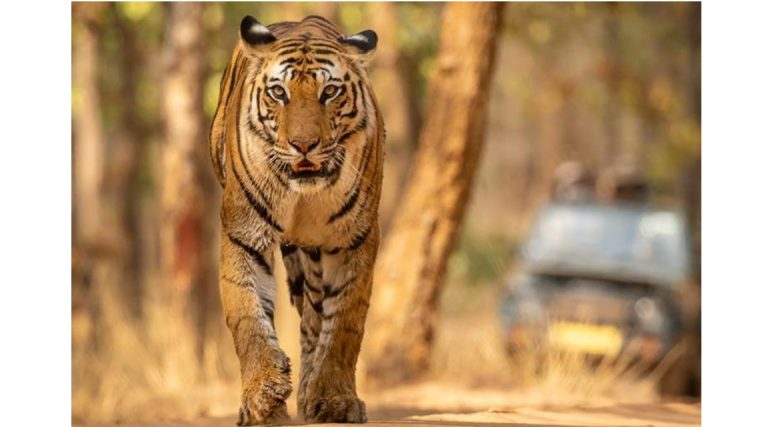 Los móviles prohibidos en los safaris de la India