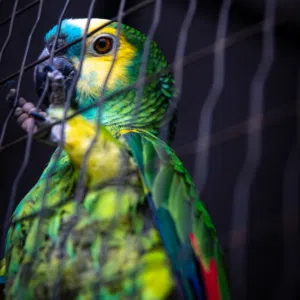 Trafico-de-fauna-silvestre-300x300png