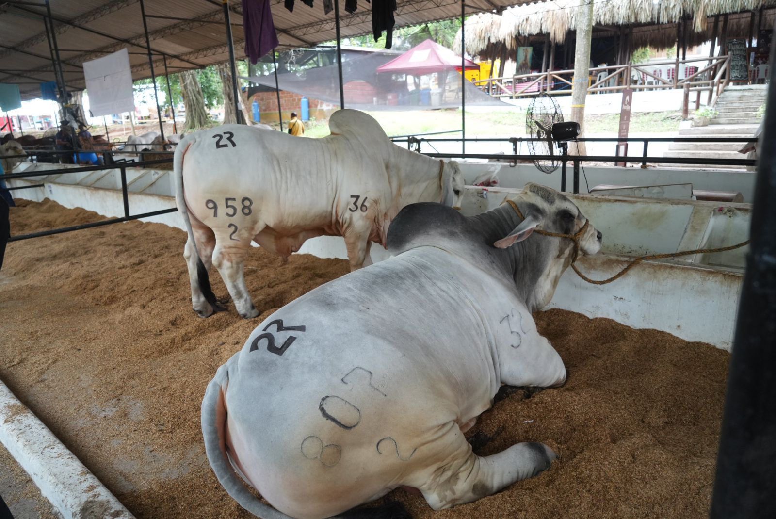 Colombia | El Gobierno Nacional, a través del Ministerio de Agricultura, activa medidas para estabilizar el precio de la carne y garantizar el abastecimiento en Colombia