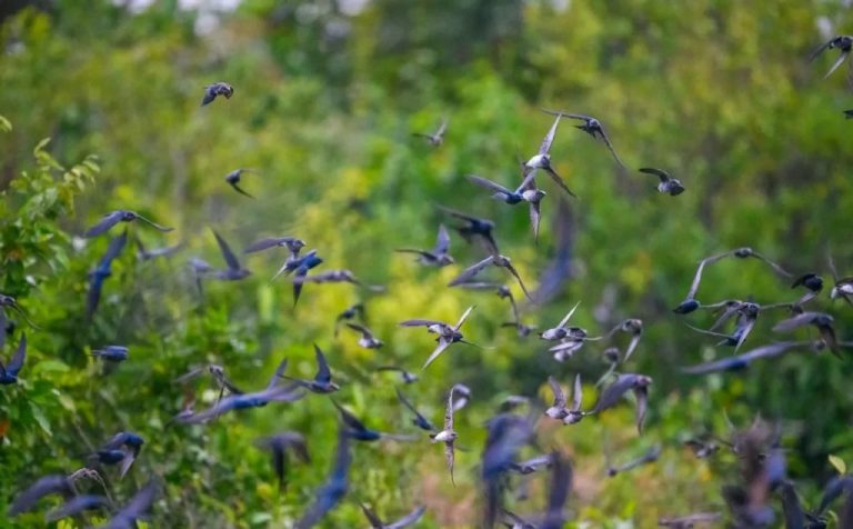 Migração de aves altera cotidiano e impulsiona novos estudos na Amazônia
