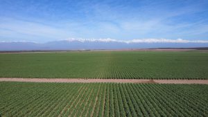 Ajo chino versus ajo argentino: Una pulsada imposible por cantidad y precio, que puso en jaque a la producción nacional, luego de que los orientales lograron entrar al mercado brasileño