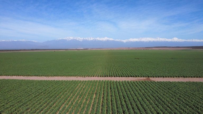 Ajo chino versus ajo argentino: Una pulsada imposible por cantidad y precio, que puso en jaque a la producción nacional, luego de que los orientales lograron entrar al mercado brasileño