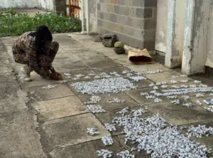 Detuvieron en el aeropuerto de Kenia a un hombre que intentaba traficar más de 2.200 hormigas reinas