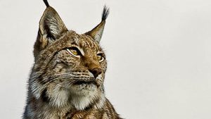 La reconquista del lince ibérico en España es real y estos son los mejores sitios para observarlo con responsabilidad