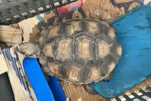 La Reserva Florofaunística de La Florida de San Luis busca devolver varias especies a su hábitat natural 