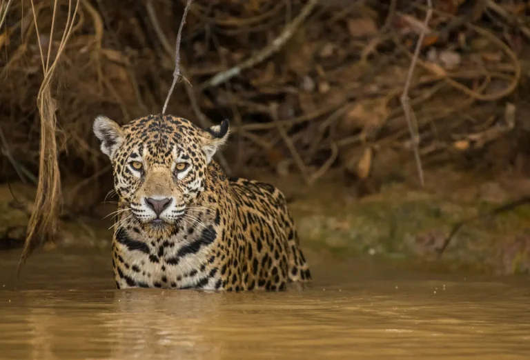 Pantanal de Brasil: el mejor lugar del mundo para ver jaguares y descubrir la biodiversidad sudamericana