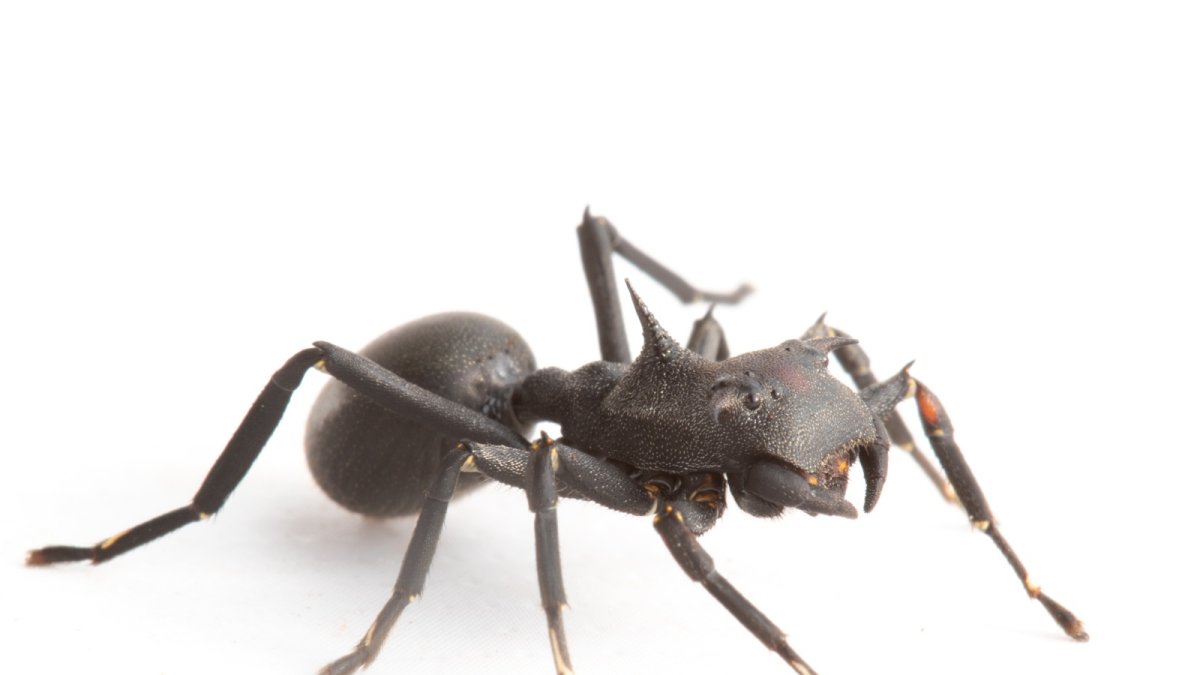 Hallan en la Amazonía ecuatoriana una araña que imita hormigas y redefine estrategias de supervivencia