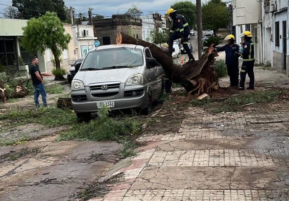 Un fuerte temporal provocó caída de árboles y voladura de techos en distintos puntos de la ciudad