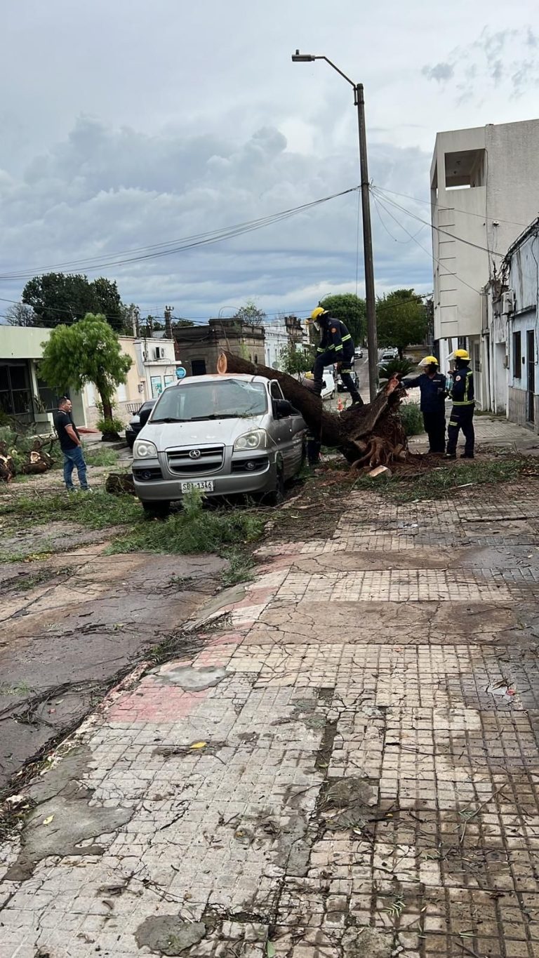 Un fuerte temporal provocó caída de árboles y voladura de techos en distintos puntos de la ciudad