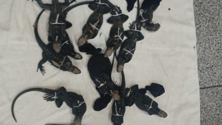 Iguanas Marinas