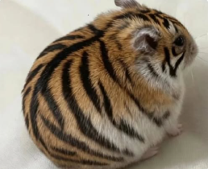 EL TIGRE NO ES COMO LO PINTAN