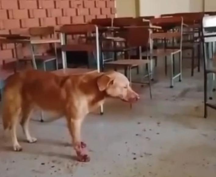FISCALÍA EN VENEZUELA INVESTIGA EL MALTRATO ANIMAL