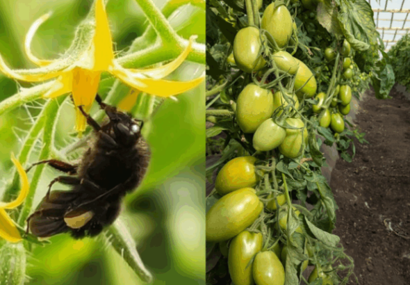 La abeja es la estrella pero no la experta: Difunden el uso de abejorros para polinizar cultivos de tomate afirmando que pueden conducir a una mayor y mejor producción