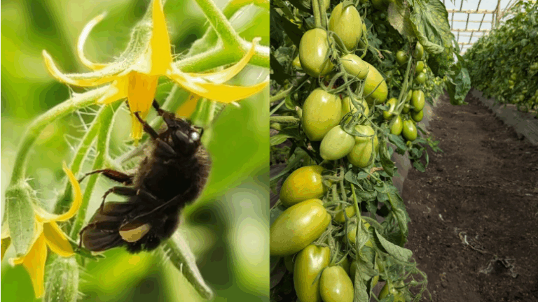 La abeja es la estrella pero no la experta: Difunden el uso de abejorros para polinizar cultivos de tomate afirmando que pueden conducir a una mayor y mejor producción