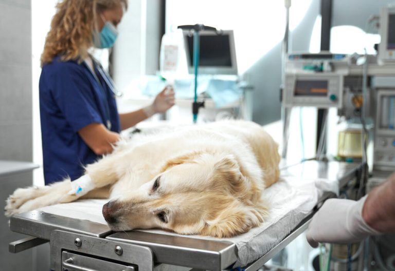 Piómetra en perros: qué es, síntomas, causas y tratamiento