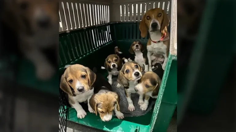 Rescate masivo en Estados Unidos: 1.500 beagles liberados de un centro de investigación de Wisconsin