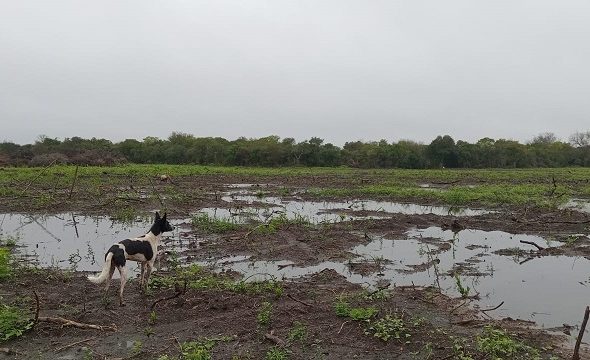 Arrasan con un bosque nativo de gran valor ambiental en Colonia Avigdor