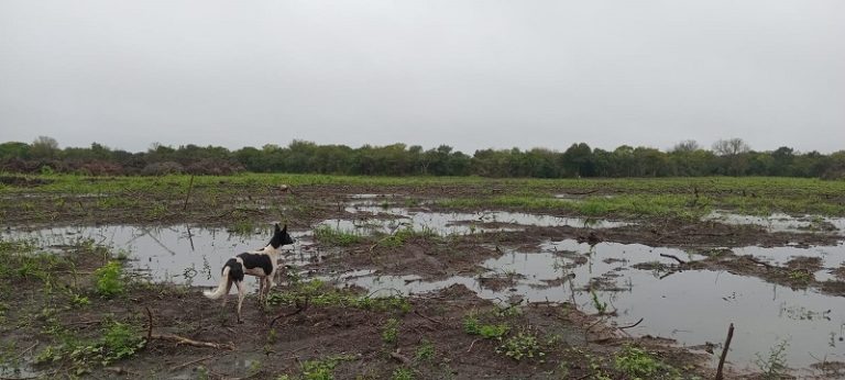 Arrasan con un bosque nativo de gran valor ambiental en Colonia Avigdor