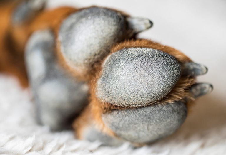 Pioderma en perros: causas, síntomas y tratamiento