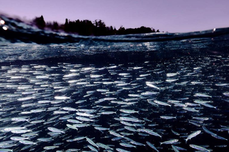 Día Mundial de los Océanos, tiempo de regenerar nuestro planeta azul
